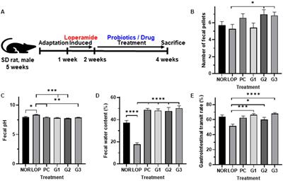 Multi-strain probiotics alleviate loperamide-induced constipation by adjusting the microbiome, serotonin, and short-chain fatty acids in rats